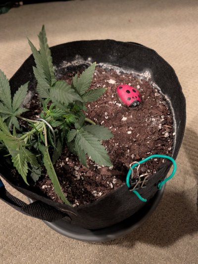 Please rate my LST (first time)