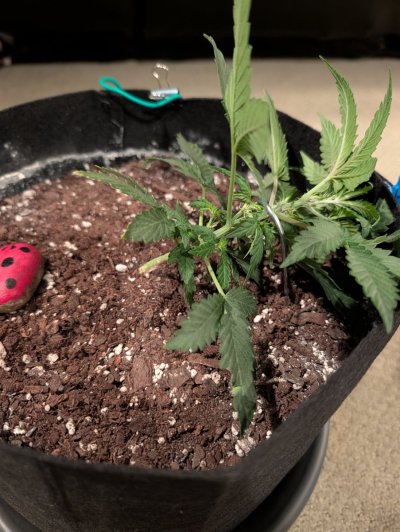 Please rate my LST (first time)