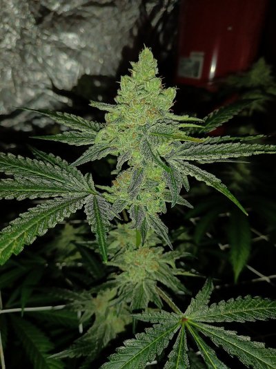 Let's See Your Frostiest Flowers