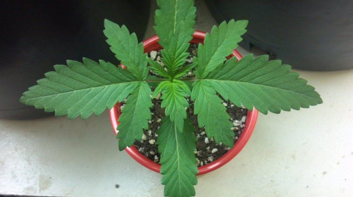 WhiteFire & WhiteSkunk.... Round 2!!!     ~ODB~