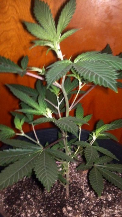 WhiteFire & WhiteSkunk.... Round 2!!!     ~ODB~