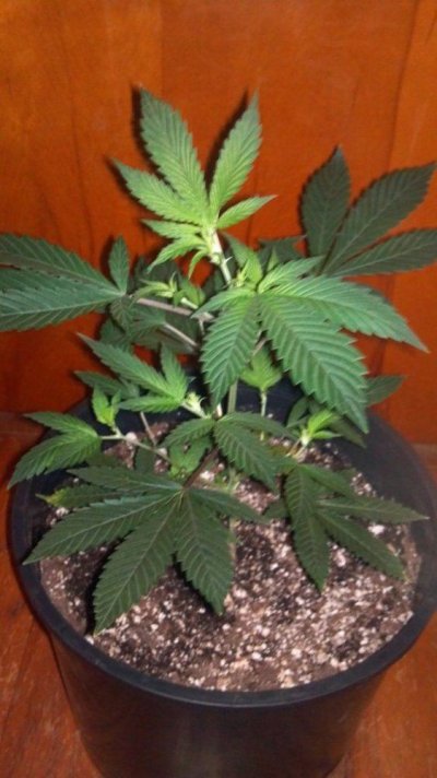 WhiteFire & WhiteSkunk.... Round 2!!!     ~ODB~