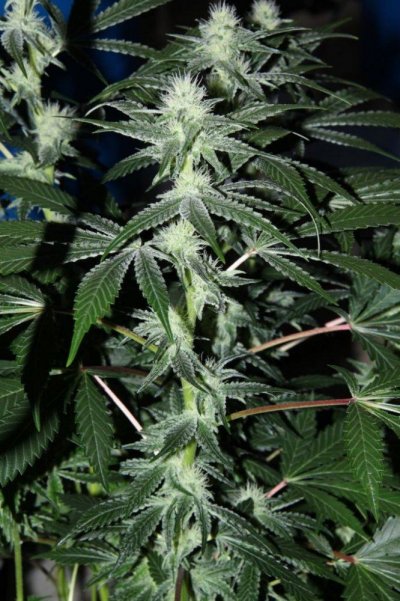 veg+bloom, 1 part powder in socal tap