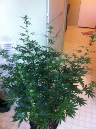 !st TGA Grow! JillyBean, Third Dimension, and Chemical romance