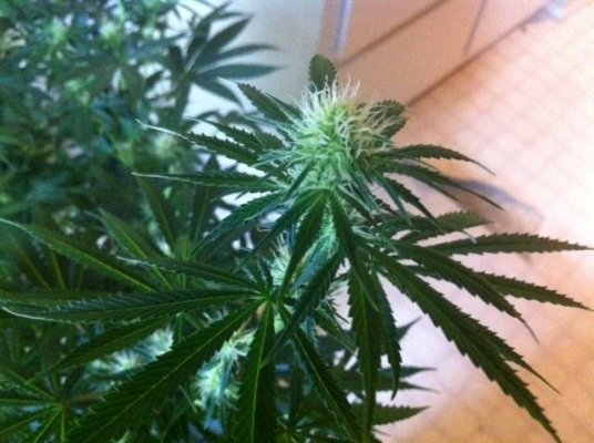 !st TGA Grow! JillyBean, Third Dimension, and Chemical romance