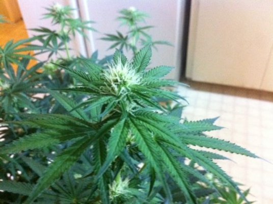 !st TGA Grow! JillyBean, Third Dimension, and Chemical romance