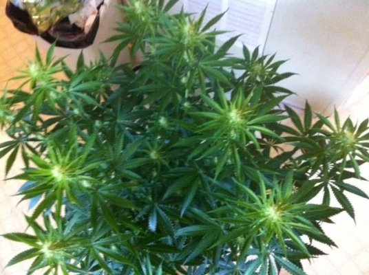 !st TGA Grow! JillyBean, Third Dimension, and Chemical romance