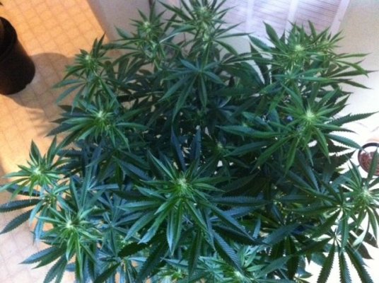 !st TGA Grow! JillyBean, Third Dimension, and Chemical romance