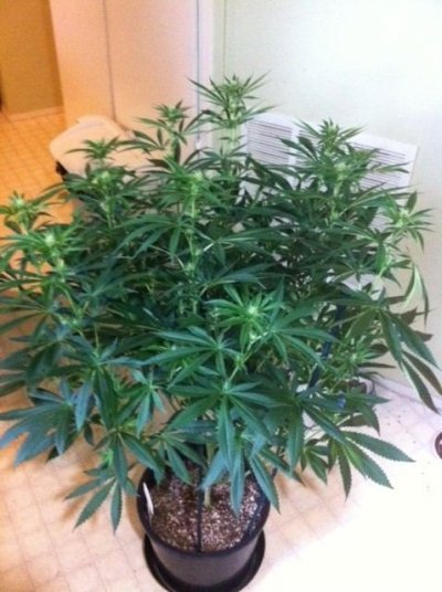 !st TGA Grow! JillyBean, Third Dimension, and Chemical romance