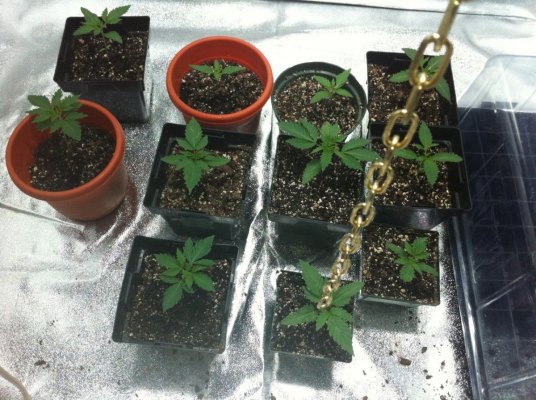LOOMPA Headband, BlueBerry(dj short pre00) x tree dawg Deep Bubba , kosher kush,la woman, The Flav