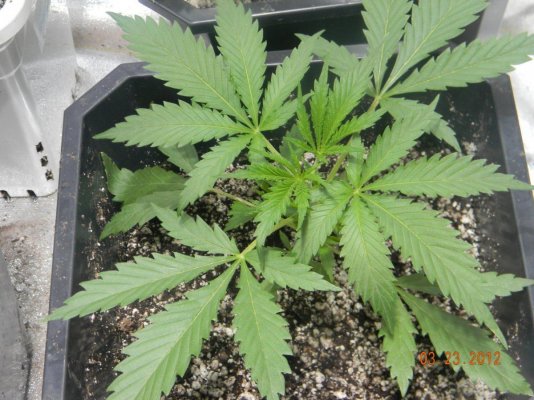 LOOMPA Headband, BlueBerry(dj short pre00) x tree dawg Deep Bubba , kosher kush,la woman, The Flav