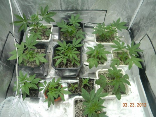 LOOMPA Headband, BlueBerry(dj short pre00) x tree dawg Deep Bubba , kosher kush,la woman, The Flav