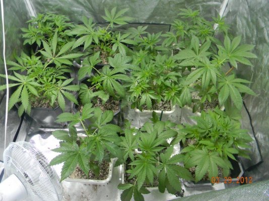 LOOMPA Headband, BlueBerry(dj short pre00) x tree dawg Deep Bubba , kosher kush,la woman, The Flav