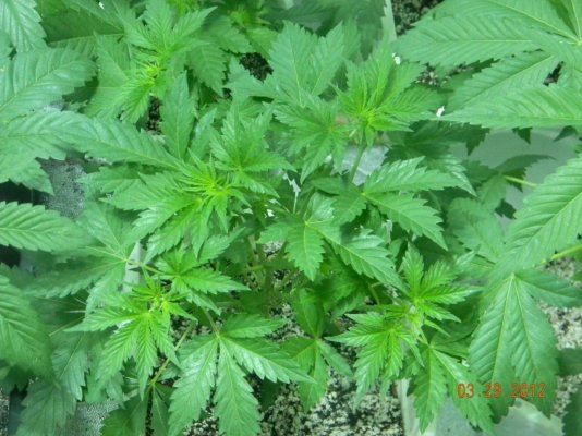 LOOMPA Headband, BlueBerry(dj short pre00) x tree dawg Deep Bubba , kosher kush,la woman, The Flav