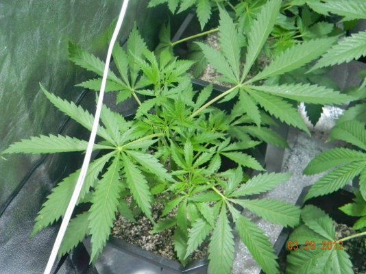 LOOMPA Headband, BlueBerry(dj short pre00) x tree dawg Deep Bubba , kosher kush,la woman, The Flav