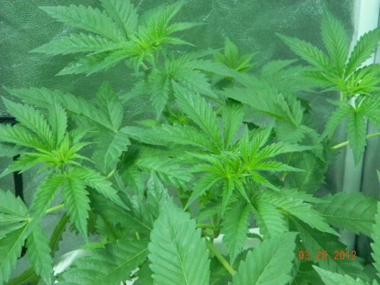 LOOMPA Headband, BlueBerry(dj short pre00) x tree dawg Deep Bubba , kosher kush,la woman, The Flav