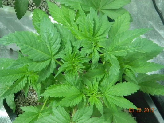 LOOMPA Headband, BlueBerry(dj short pre00) x tree dawg Deep Bubba , kosher kush,la woman, The Flav