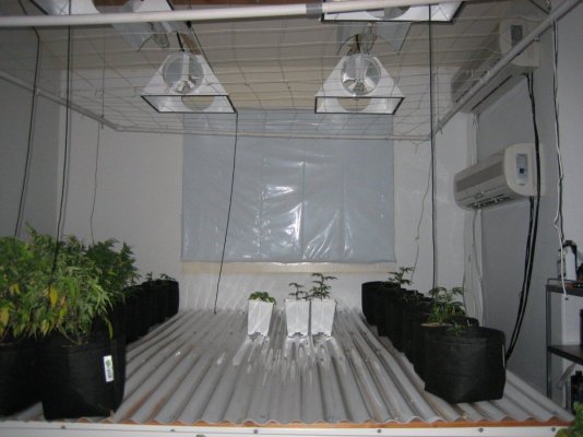 10k,sealed room, coco roots, raceway table.