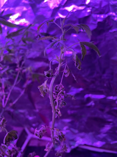 P. Kush leaves curling and dying from the bottom up