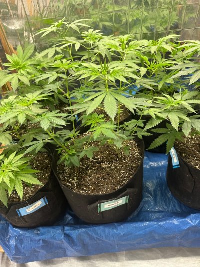 Special thread for some special beans from Home Grown Cannabis Co! 🔥🌱🔥