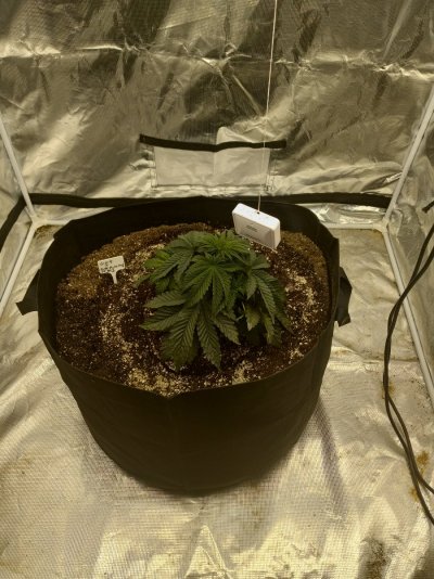 1 Pot Grow in a 4x4