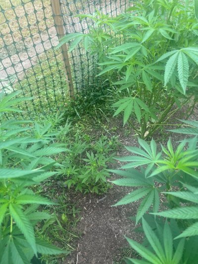 2026 Outdoor Grows! let's see em!