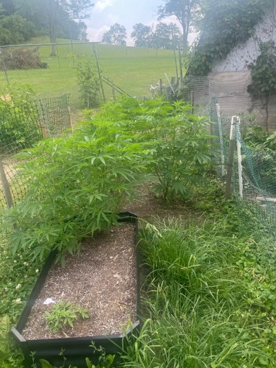2026 Outdoor Grows! let's see em!