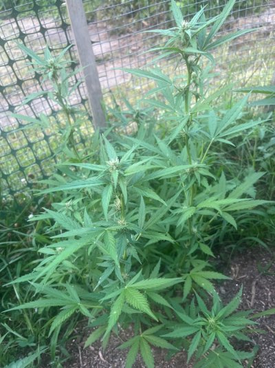 2026 Outdoor Grows! let's see em!
