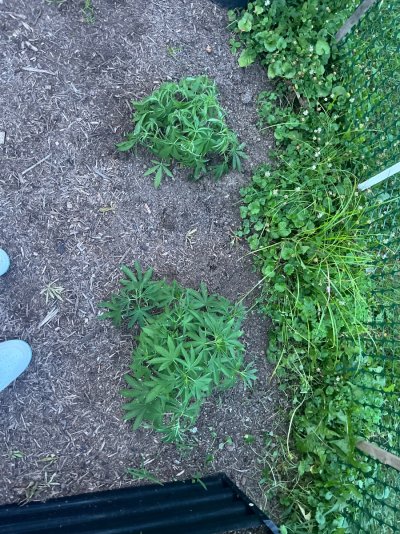 2026 Outdoor Grows! let's see em!