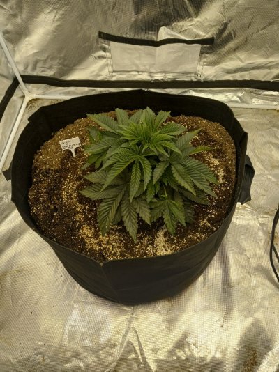 1 Pot Grow in a 4x4