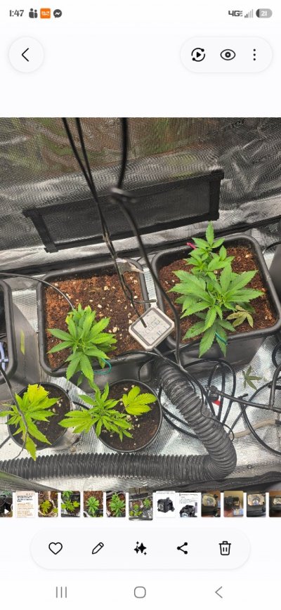 ETHOS Breeder Cut - Forbidden Zkittles - Two moms...One TC...Four Pots