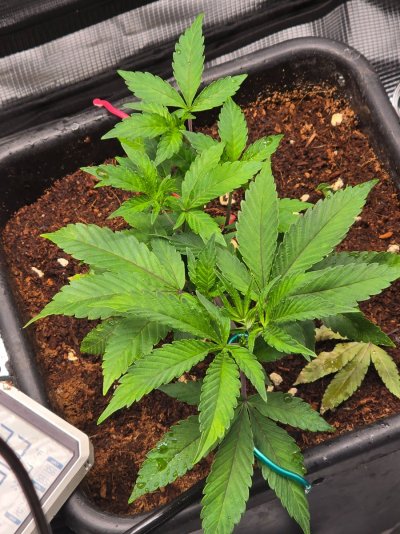 ETHOS Breeder Cut - Forbidden Zkittles - Two moms...One TC...Four Pots