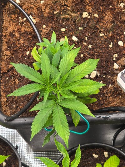 ETHOS Breeder Cut - Forbidden Zkittles - Two moms...One TC...Four Pots