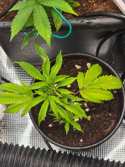 ETHOS Breeder Cut - Forbidden Zkittles - Two moms...One TC...Four Pots