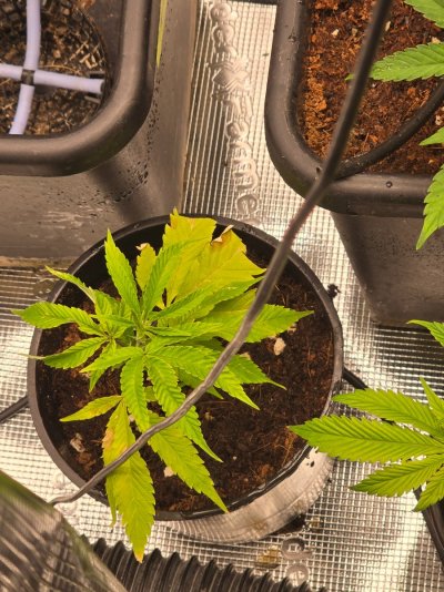 ETHOS Breeder Cut - Forbidden Zkittles - Two moms...One TC...Four Pots