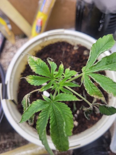 ETHOS Breeder Cut - Forbidden Zkittles - Two moms...One TC...Four Pots