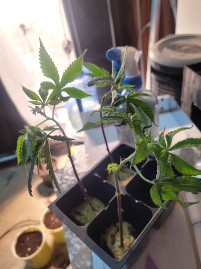 ETHOS Breeder Cut - Forbidden Zkittles - Two moms...One TC...Four Pots