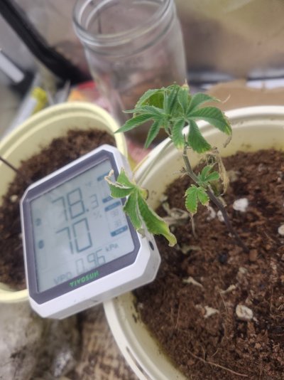 ETHOS Breeder Cut - Forbidden Zkittles - Two moms...One TC...Four Pots