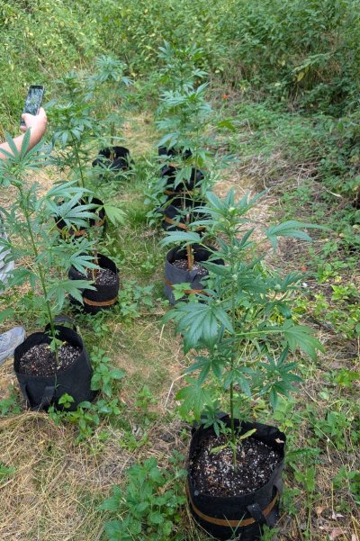 Any tips for my first guerilla grow?