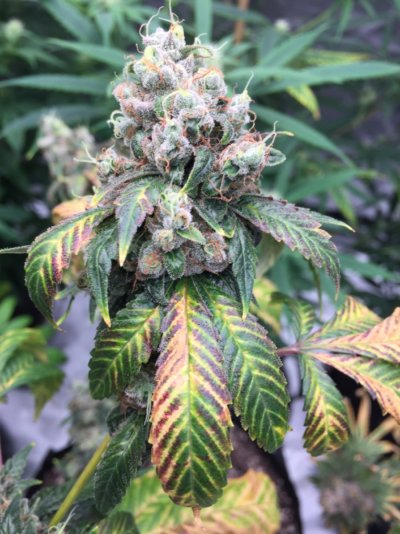 AKBB Hawaiian Cat Piss & More
