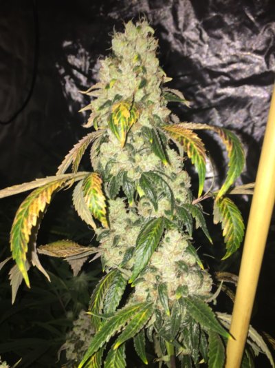 AKBB Hawaiian Cat Piss & More
