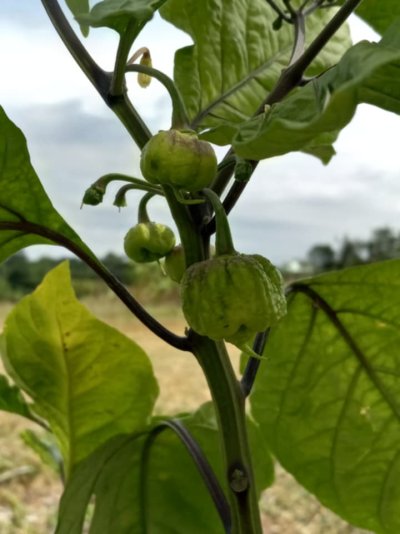 Help with Habanero leaf vpd