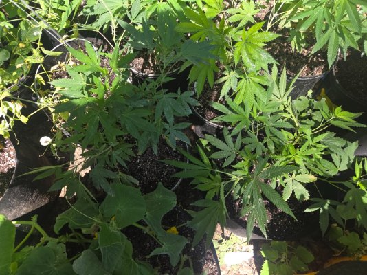Dinks outdoor guerilla grow in the city