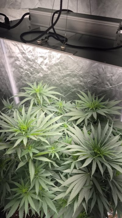 Grandaddy purple RQS Week 7 Veg