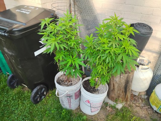 Backyard - Northern Skunk x Kush Berry