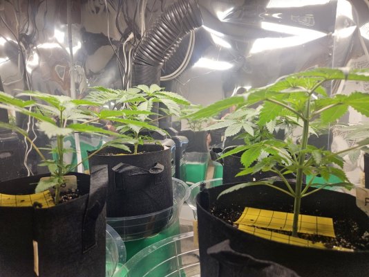 Week 1,2and3 Hows it looking??