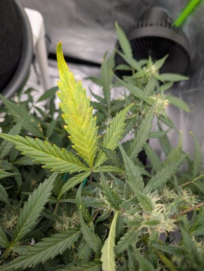 Yellowing leaves at mid plant and top