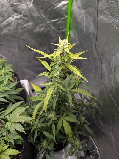 Yellowing leaves at mid plant and top