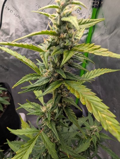 Yellowing leaves at mid plant and top