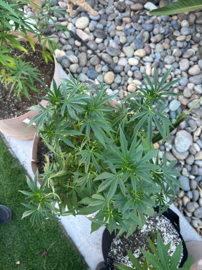 Grow diary mission impossible (low to medium budget lol)
